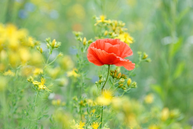 Bellissimi papaveri tra i campi