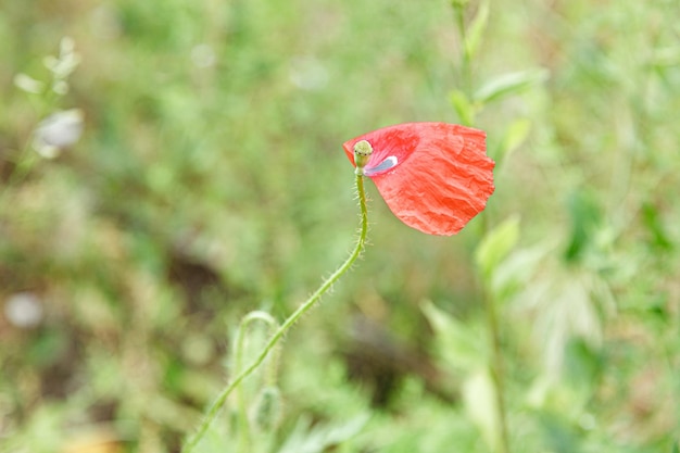 Bellissimi papaveri tra i campi