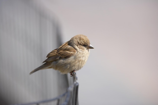 Bellissimi passeri Una foto di passero