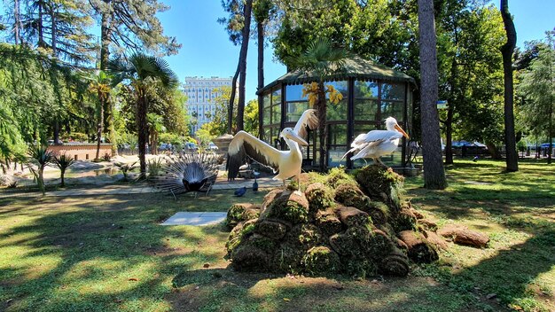 bellissimi pellicani nel parco cittadino