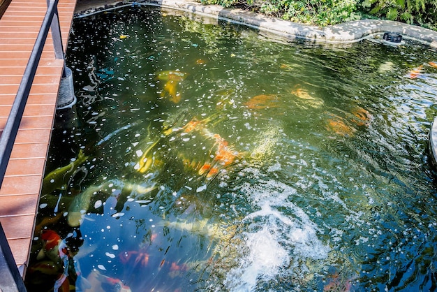 Bellissimi pesci koi nello stagno in giardino