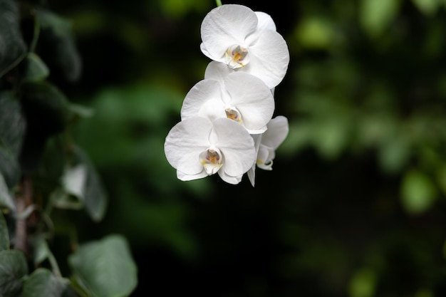 Bellissimi petali bianchi di un fiore di orchidea su sfondo scuro in una serra Fiore di orchidea in crescita