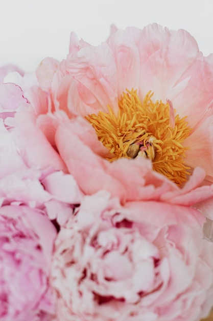 Bellissimi petali di bouquet di peonie eleganti primo piano Fiori di peonia rosa e bianca Matrimonio