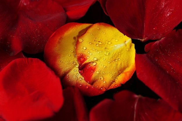 Bellissimi petali di rosa, primi piani