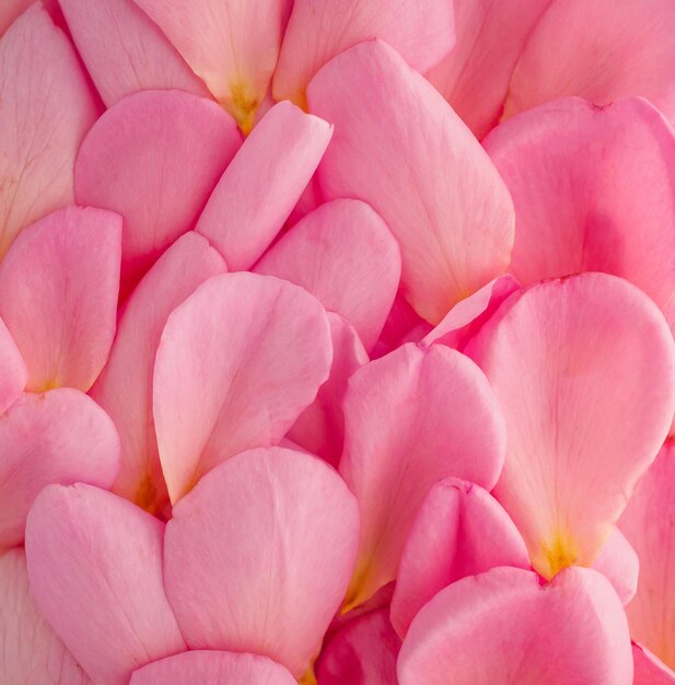 Bellissimi petali di rosa rosa per la vista dall'alto del fondo di San Valentino