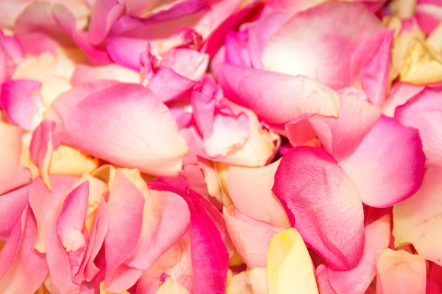 Bellissimi petali di rosa rosa.