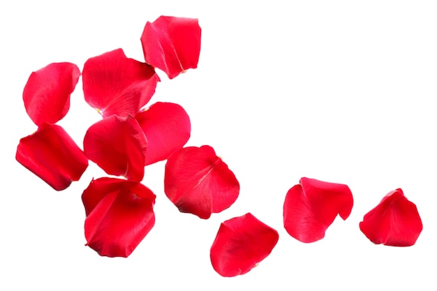 Bellissimi petali di rose rosse, isolati su bianco