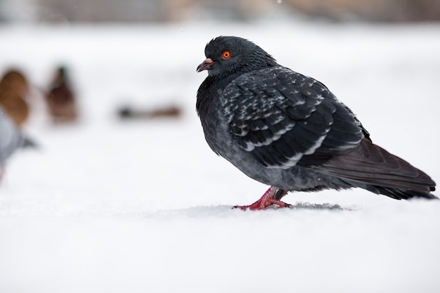 Bellissimi piccioni si siedono nella neve nel parco cittadino in inverno. Primo piano di piccioni in inverno sulla piazza del parco. Gli uccelli al freddo aspettano il cibo dalle persone.