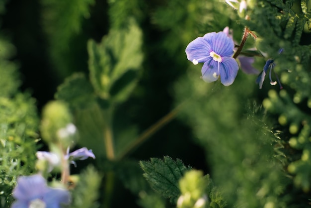 Bellissimi piccoli fiori blu veronica in estate