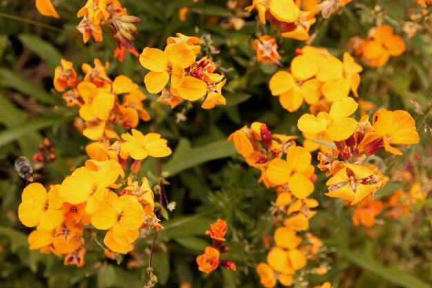 Bellissimi piccoli fiori gialli che sbocciano nel giardino La bellezza della natura primaverile Primo piano