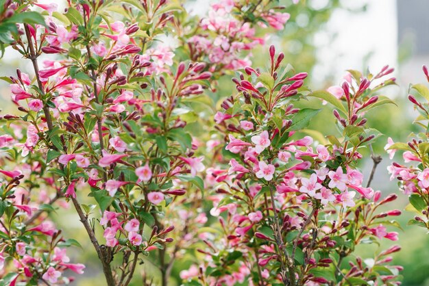 Bellissimi piccoli fiori rosa weigela in primavera nel giardino