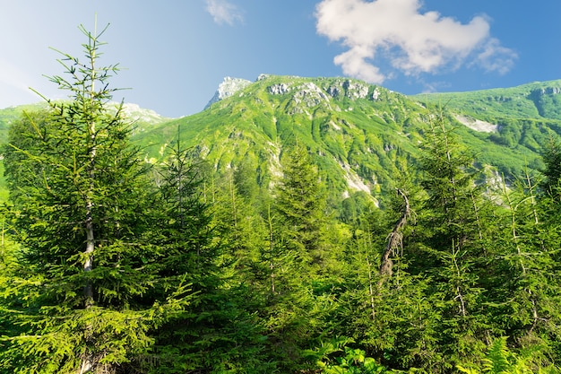 Bellissimi pini su alte montagne di sfondo. Artvin, Turchia