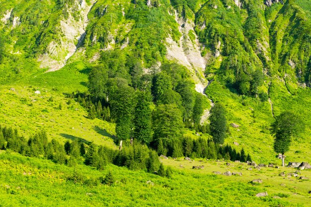 Bellissimi pini su alte montagne di sfondo. Artvin, Turchia