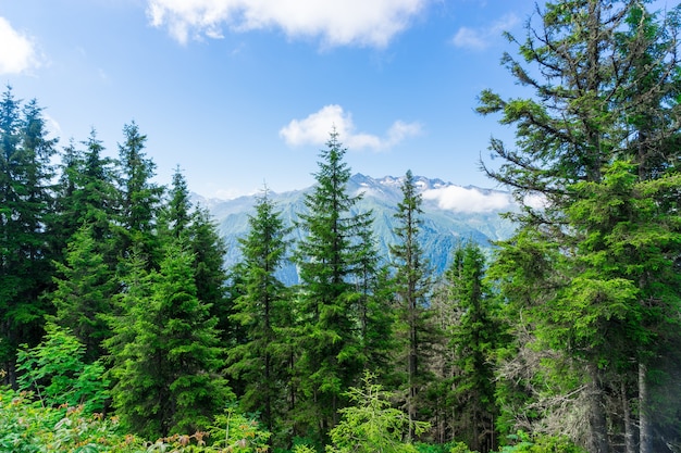 Bellissimi pini su alte montagne di sfondo. Kackar Mountain, Rize - Turchia