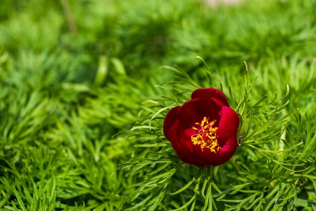 Bellissimi pioni in giardino