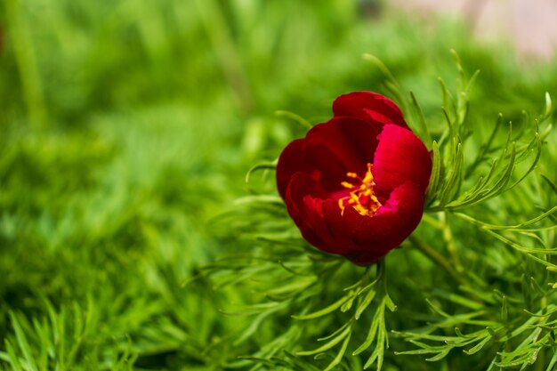 Bellissimi pioni in giardino