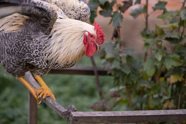 Bellissimi polli e galli all'aperto nel cortile