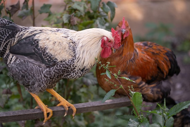 Bellissimi polli e galli all'aperto nel cortile