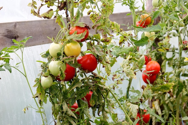 Bellissimi pomodori maturi rossi coltivati in serra. Bellissimo sfondo