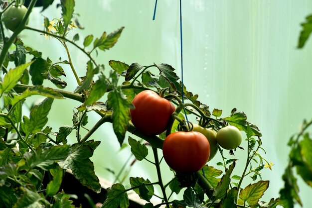 Bellissimi pomodori maturi rossi coltivati in una serra di fattoria