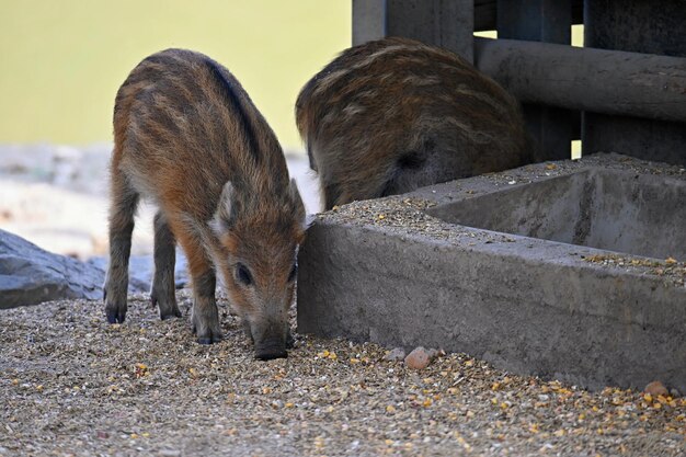 Bellissimi porcellini selvatici in natura Cinghiale Animale nella foresta