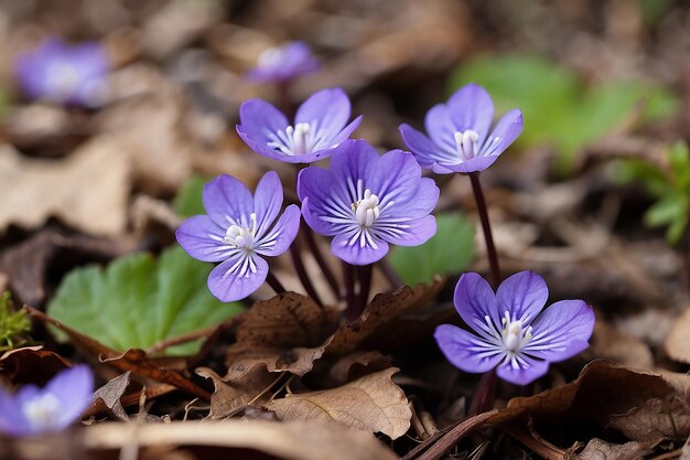 bellissimi primi piccoli fiori in fiore nella foresta