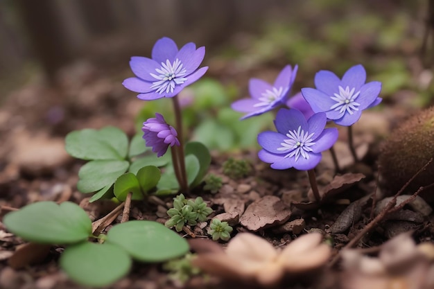 bellissimi primi piccoli fiori in fiore nella foresta