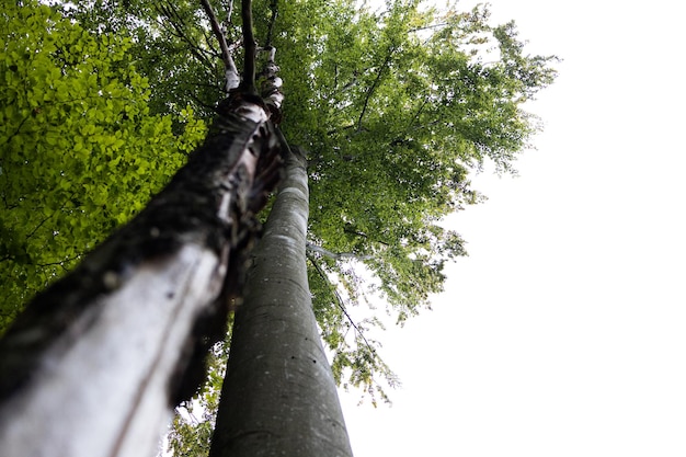 Bellissimi raggi di sole in una foresta verde