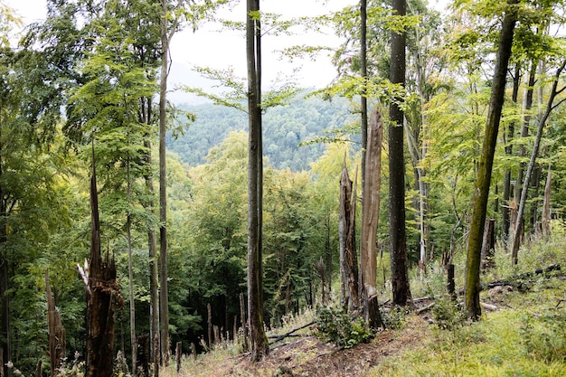 Bellissimi raggi di sole in una foresta verde