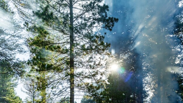 Bellissimi raggi di sole passano attraverso il fumo nella foresta autunnale. Siberia, Russia.