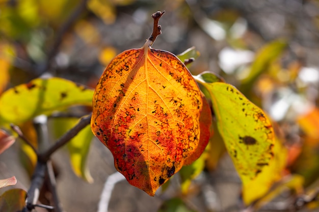 Bellissimi rami di alberi d'autunno