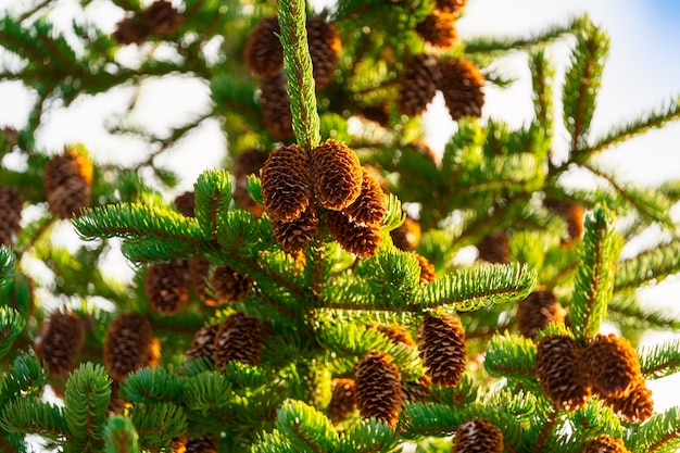 Bellissimi rami di albero di pelliccia di Natale con pigne marroni sull'ora d'oro. Metti a fuoco il primo piano