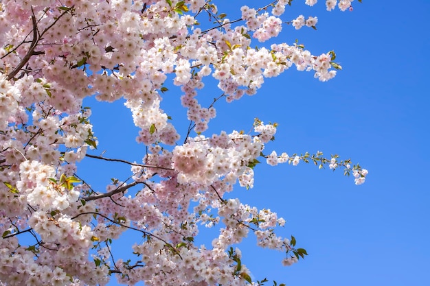 Bellissimi rami di ciliegio rosa o fiori Sakura in un parco Fiori primaverili su sfondo blu cielo