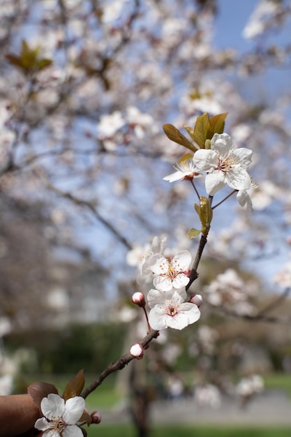 Bellissimi rami di fiori di ciliegio rosa sull'albero sotto il cielo blu bellissimi fiori di sakura durin