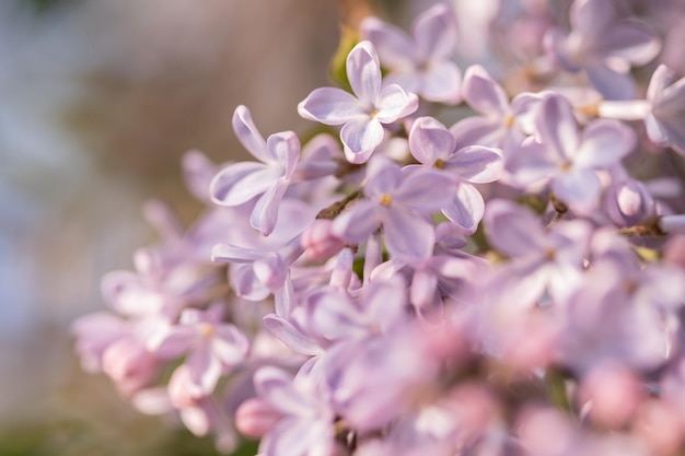 bellissimi rami di lilac in primo piano