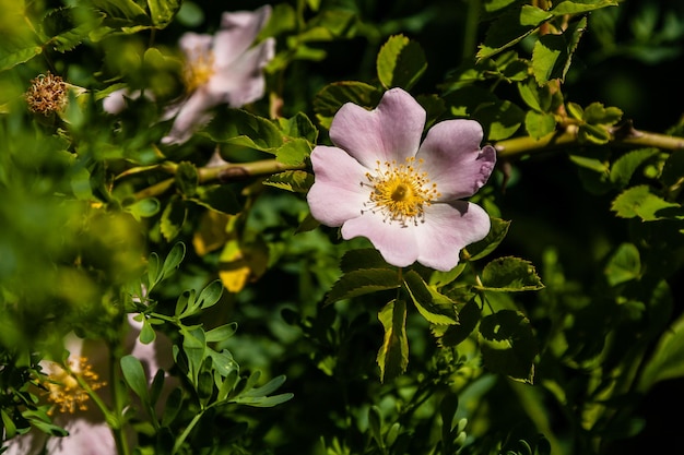 Bellissimi rami di rosa rosa