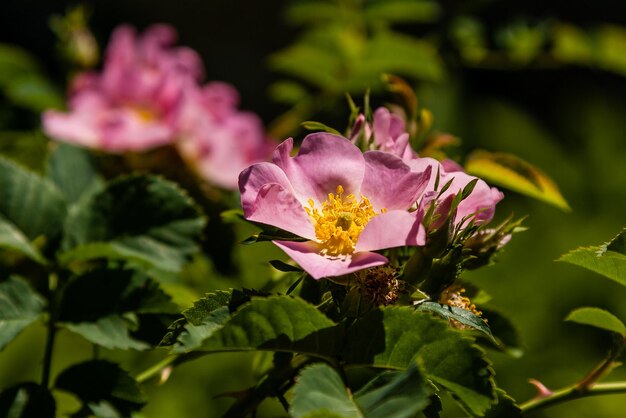 Bellissimi rami di rosa rosa