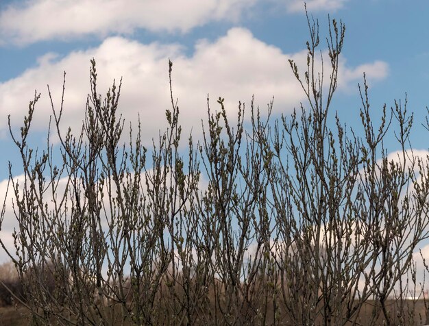 Bellissimi rami di salice contro il cielo azzurro, festa della domenica delle palme di Pasqua