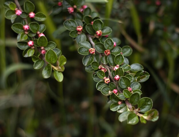 bellissimi rami paralleli di Cotoneaster orizzontalis fioriti con fiorellini rosa