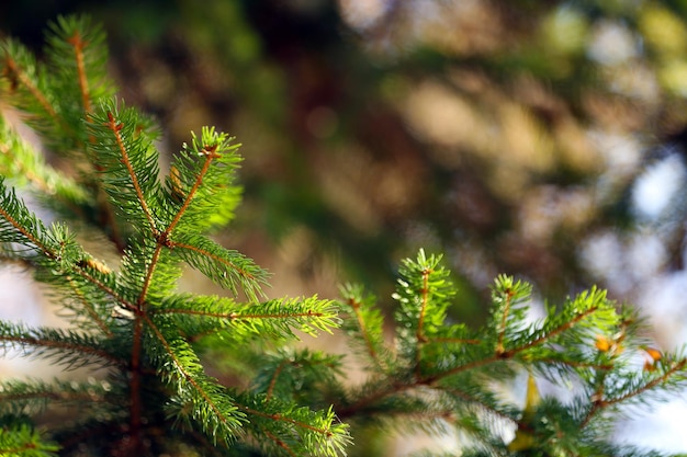 Bellissimi ramoscelli d'albero autunnali