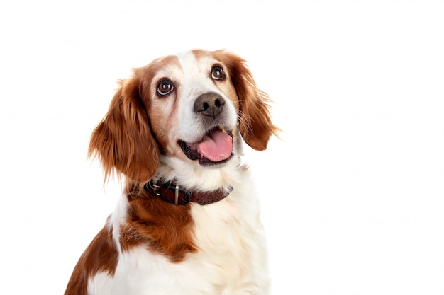 Bellissimi ritratti di un cane