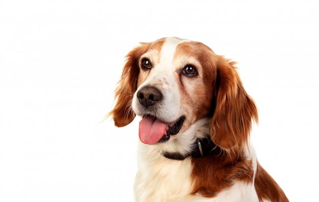 Bellissimi ritratti di un cane