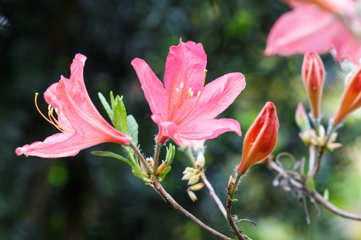 Foto bellissimi rododendri di diversi colori