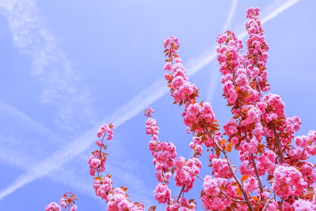 Bellissimi sakura o ciliegi con fiori rosa in primavera contro il cielo blu