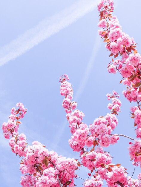 Bellissimi sakura o ciliegi con fiori rosa in primavera contro il cielo blu