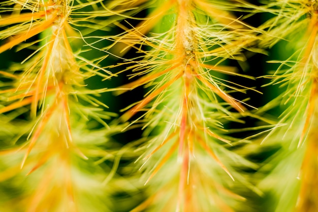 Bellissimi scatti macro di cactus spinoso. Sfondo e trame