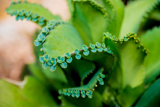 Bellissimi scatti macro di cactus spinoso.