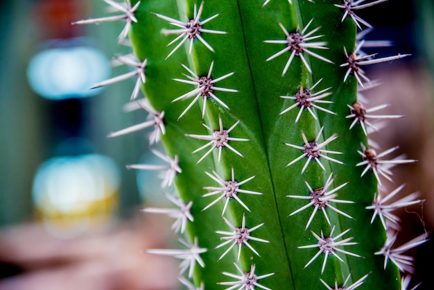 Bellissimi scatti macro di cactus spinoso.