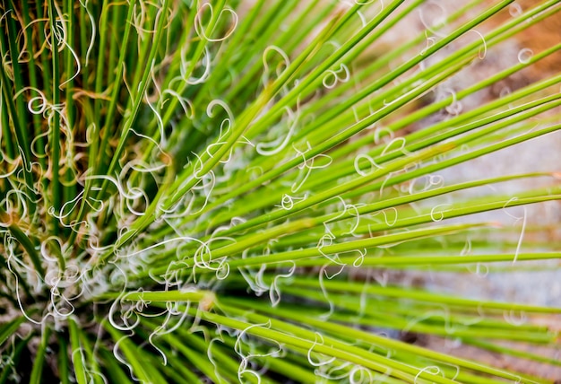 Bellissimi scatti macro di cactus spinoso.