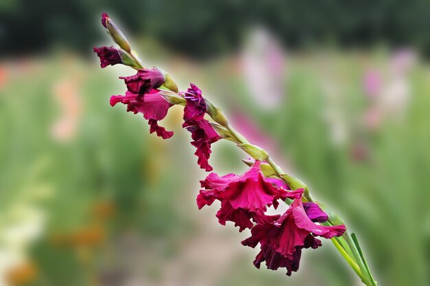 Bellissimi sfondi splendido fiore di gladiolo viola isolato su uno sfondo di foglie verdi
